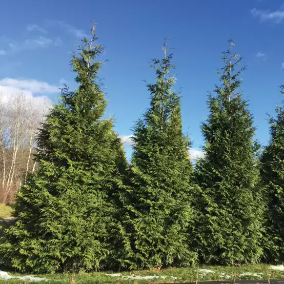 Three specimens of Spring Grove Western arborvitae growing in a hedge like formation